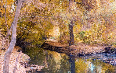 Manzara - Sonbaharda eğimli ağaçlar ve düşen yapraklarla ormanda küçük bir nehir