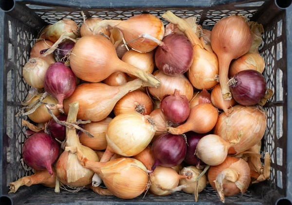 Harvested Yellow Blue Onions Plastic Box — Stock Photo, Image