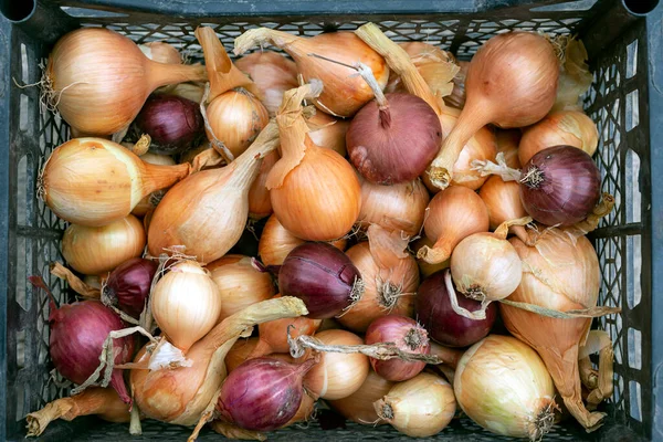 Harvested Yellow Blue Onions Plastic Box — Stock Photo, Image