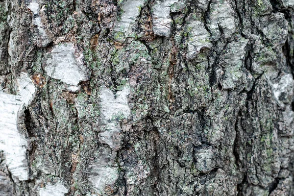 Textur Björkbark Med Inslag Grön Mossa Och Sång — Stockfoto