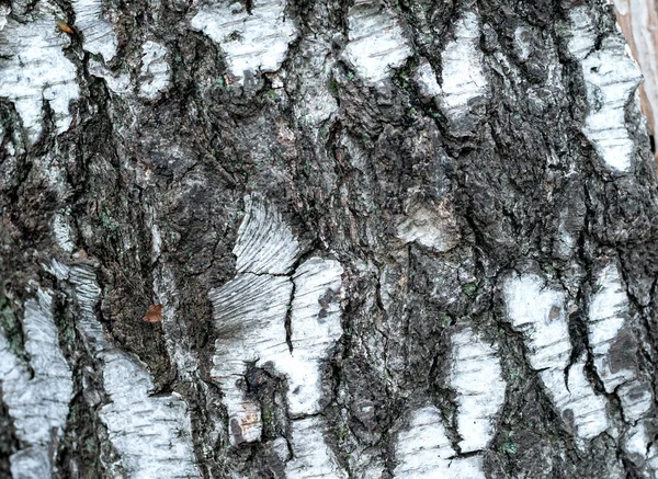 带有绿色苔藓和歌曲元素的桦树树皮 — 图库照片