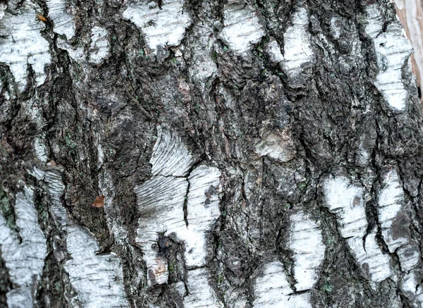 Texture Corteccia Betulla Con Elementi Muschio Verde Canto — Foto Stock