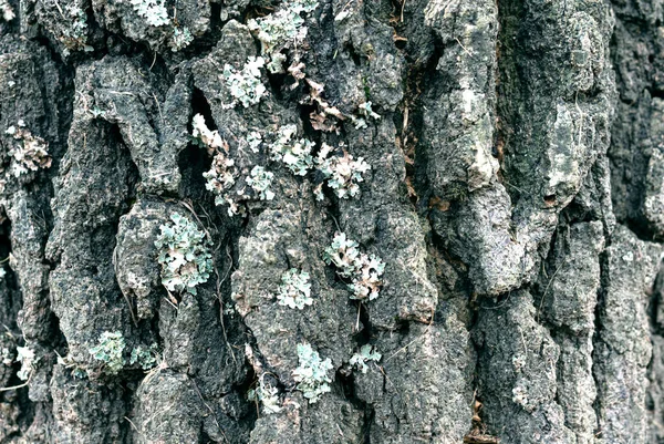 带有绿色苔藓和歌曲元素的桦树树皮 — 图库照片
