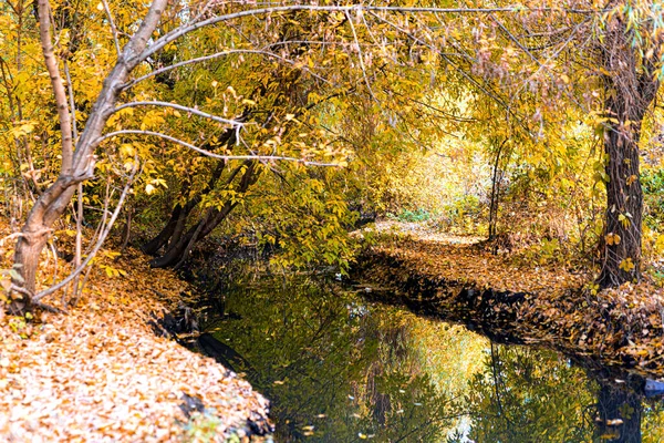 Пейзаж Маленькая Река Лесу Наклонными Деревьями Опадающими Листьями Осенью — стоковое фото