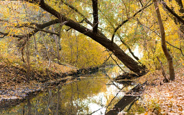 Landschaft Kleiner Fluss Wald Mit Schrägen Bäumen Und Fallendem Laub — Stockfoto