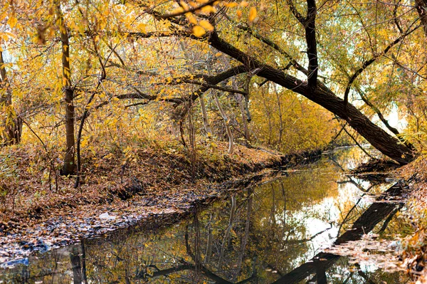 Paysage Petite Rivière Dans Forêt Avec Des Arbres Pente Des — Photo