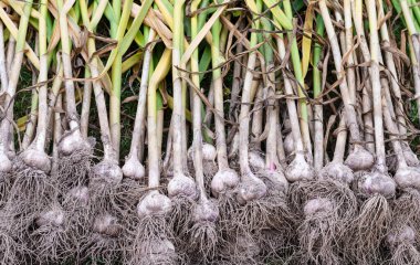 Yeşil kapaklı sarımsak daha yeni topraktan çıkarıldı.