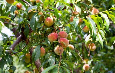 Güneşli bir havada, bahçedeki ağaç dallarında olgunlaşmış şeftaliler.