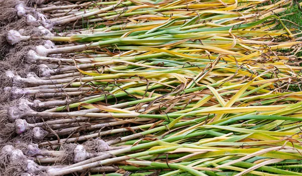 Garlic Green Tops Has Just Been Dug Out Ground — Stock Photo, Image