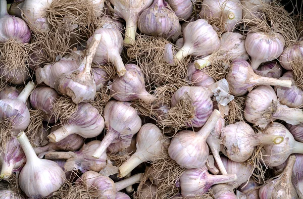 Autumn Harvest Garlic Heads Pruned Roots — Stock Photo, Image