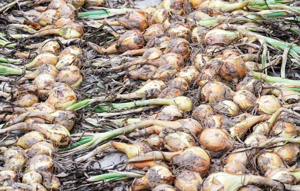 Freshly Harvested Onions Tops Roots — Stock Photo, Image