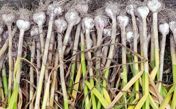 Garlic Green Tops Has Just Been Dug Out Ground — Stock Photo, Image