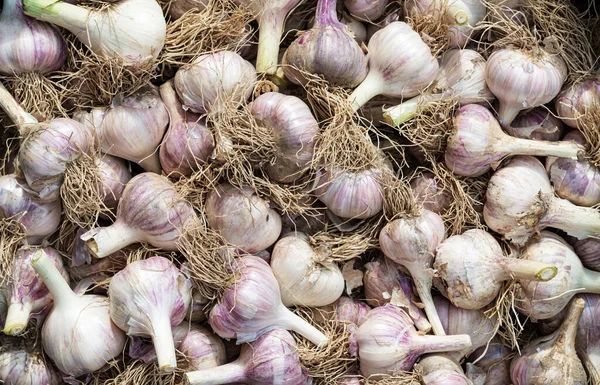 Autumn Harvest Garlic Heads Pruned Roots — Stock Photo, Image