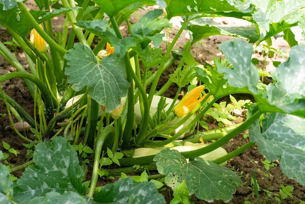 Rijping Groene Courgette Tussen Bladeren Boerderij — Stockfoto