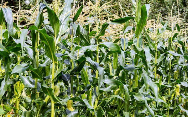 Cultivando Milho Com Espigas Verdes Proeminentes Entre Folhas — Fotografia de Stock