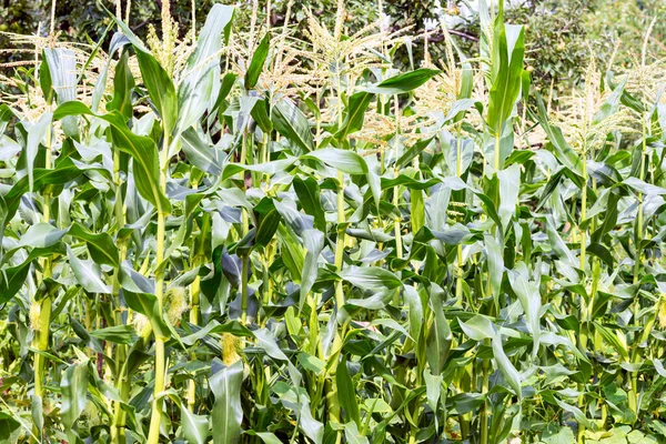 Cultivando Milho Com Espigas Verdes Proeminentes Entre Folhas — Fotografia de Stock