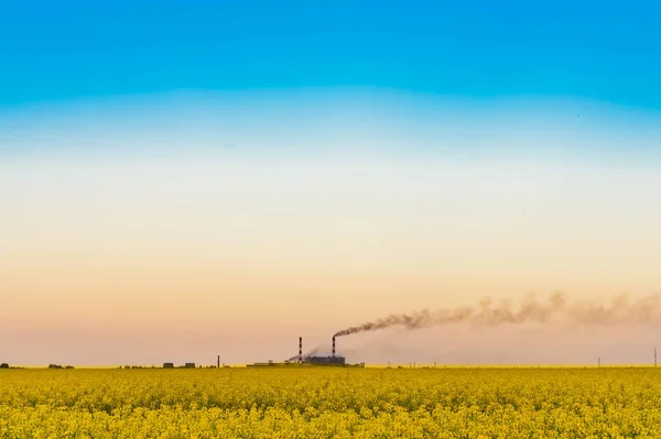 Field Yellow Rapeseed Industrial Plant Horizon Background Bright Halo Blue — Stock Photo, Image