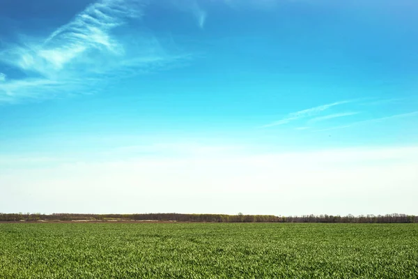 Green Wheat Field Background Blue Sky Clouds Horizon — Stock Photo, Image