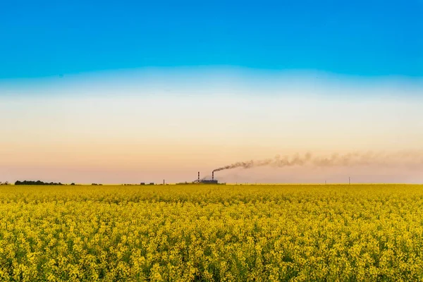 Field Yellow Rapeseed Industrial Plant Horizon Background Bright Halo Blue — Stock Photo, Image