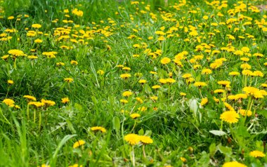 Doku - yeşil çimenli çayır ve güneş ışığında sarı karahindiba çiçekleri