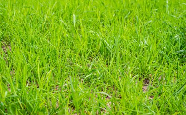 Doku - yeşil çimen, fotoğraf yakın çekim