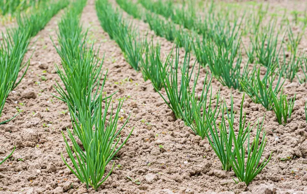 Rows Planted Green Onions Garden Countryside — Stock Photo, Image