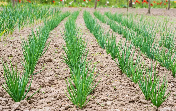 Rows Planted Green Onions Garden Countryside — Stock Photo, Image