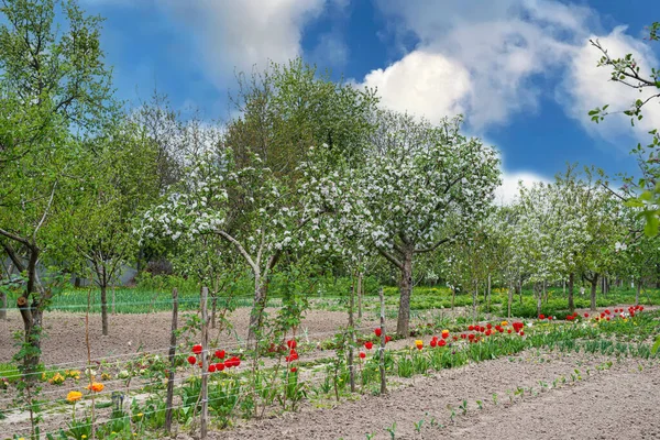 Apple Orchard Bloom Vegetable Garden Other Crops Planted Spring Background — Stock Photo, Image