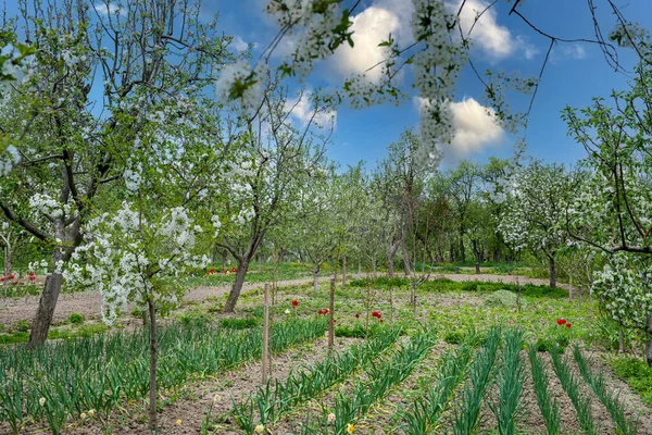 Apple Orchard Bloom Vegetable Garden Other Crops Planted Spring Background — Stock Photo, Image