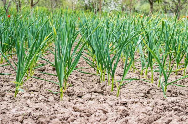 Rows Planted Green Garlic Garden Countryside Royalty Free Stock Images
