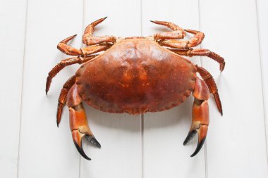 beyaz arkaplanda yengeç