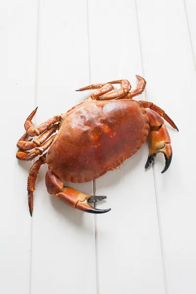 Krabbe på hvid baggrund - Stock-foto