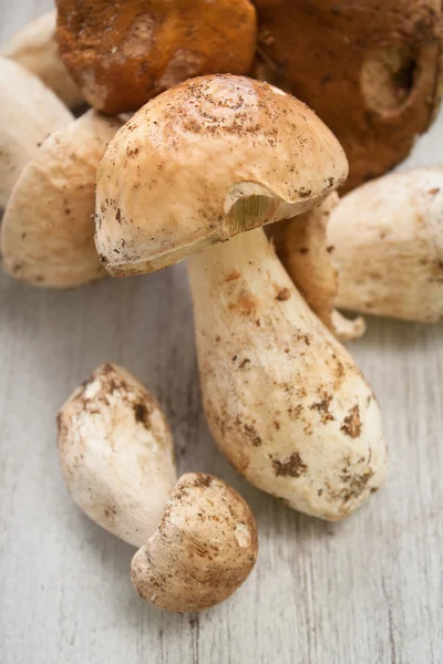 Porcini de setas — Foto de Stock