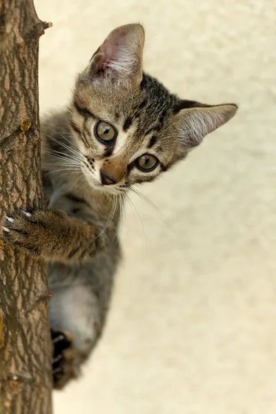 Climb cat — Stock Photo, Image