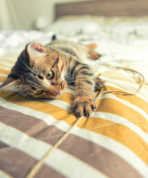Cat plays on bed — Stock Photo, Image