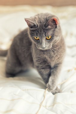 kedi yatağı üzerinde çalış