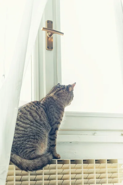 Tabby katt ser till fönstret — Stockfoto