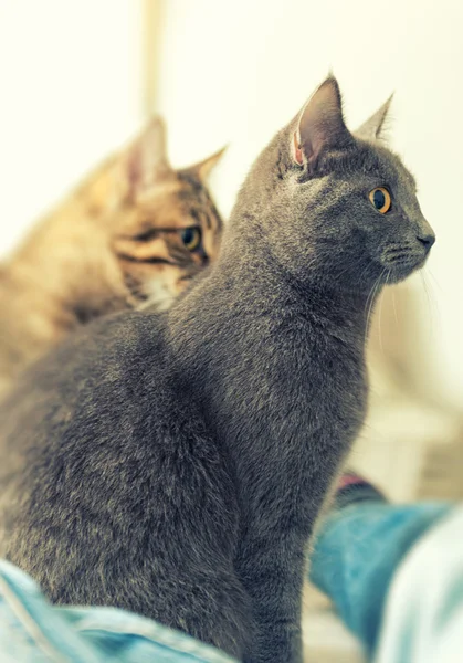 Zwei Katzen Profil — Stockfoto