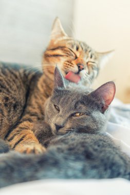two cats cuddle themselves clipart