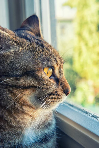 मांजर खिडकीतून बाहेर दिसते — स्टॉक फोटो, इमेज