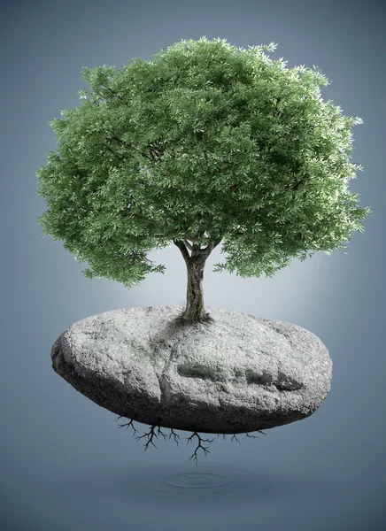 Tree on rock — Stock Photo, Image