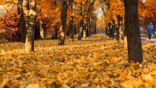 俄罗斯莫斯科秋季公园 10月4日 — 图库照片