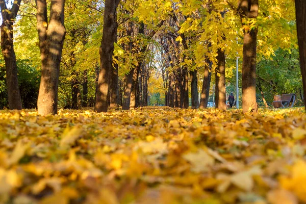 Rusya Moskova Sonbahar Parkı Ekim Ayında — Stok fotoğraf