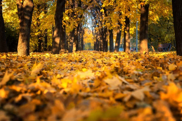 Herbstpark Moskau Russland Während Der Herbstsaison Oktober — Stockfoto