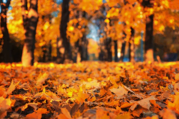 10月の秋のシーズン中のロシア モスクワの秋の公園 — ストック写真