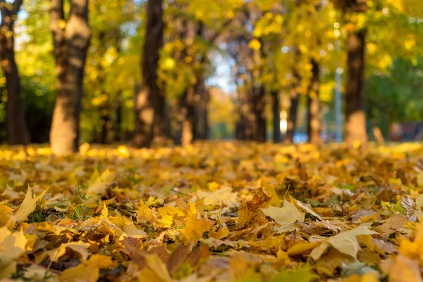 Herbstpark Moskau Russland Während Der Herbstsaison Oktober — Stockfoto