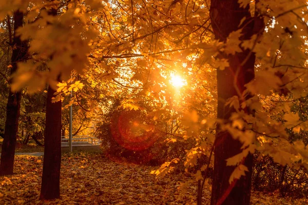 Осенний Парк Москве Россия Осенний Сезон Октябре — стоковое фото