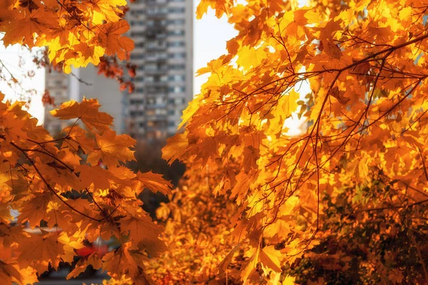 10月の秋のシーズン中のロシア モスクワの秋の公園 — ストック写真