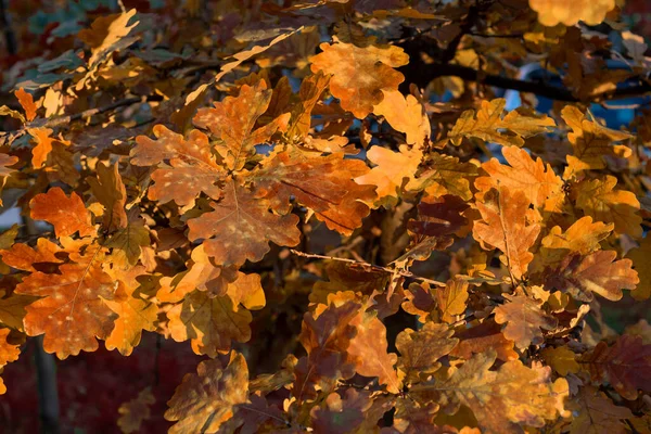 Autumn Colorful Oak Leaves Beautiful Light — Stock Photo, Image