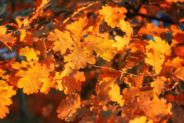Autumn Colorful Oak Leaves Beautiful Light — Stock Photo, Image